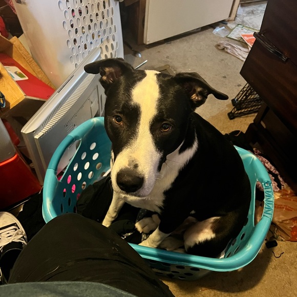 🌟POSH AMBASSADOR 🌟 - Picture 4 of 8